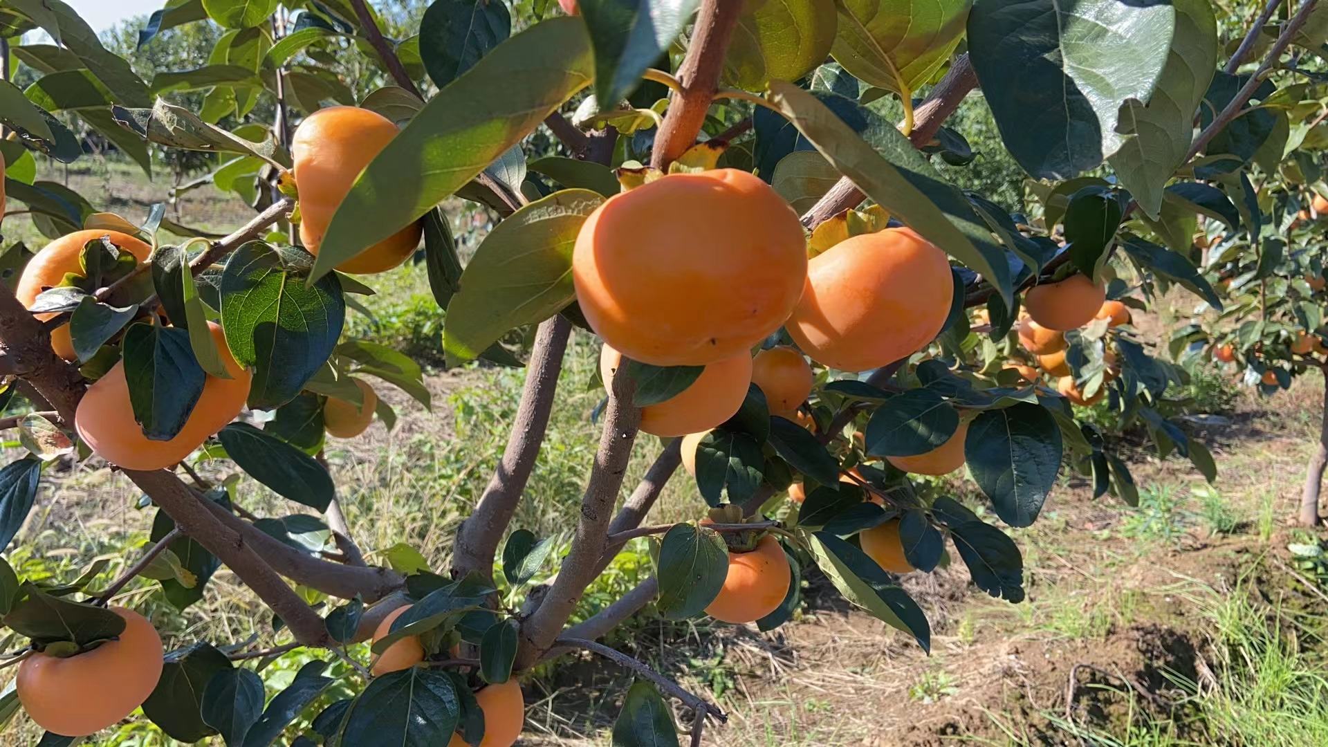 秋日果园采摘图