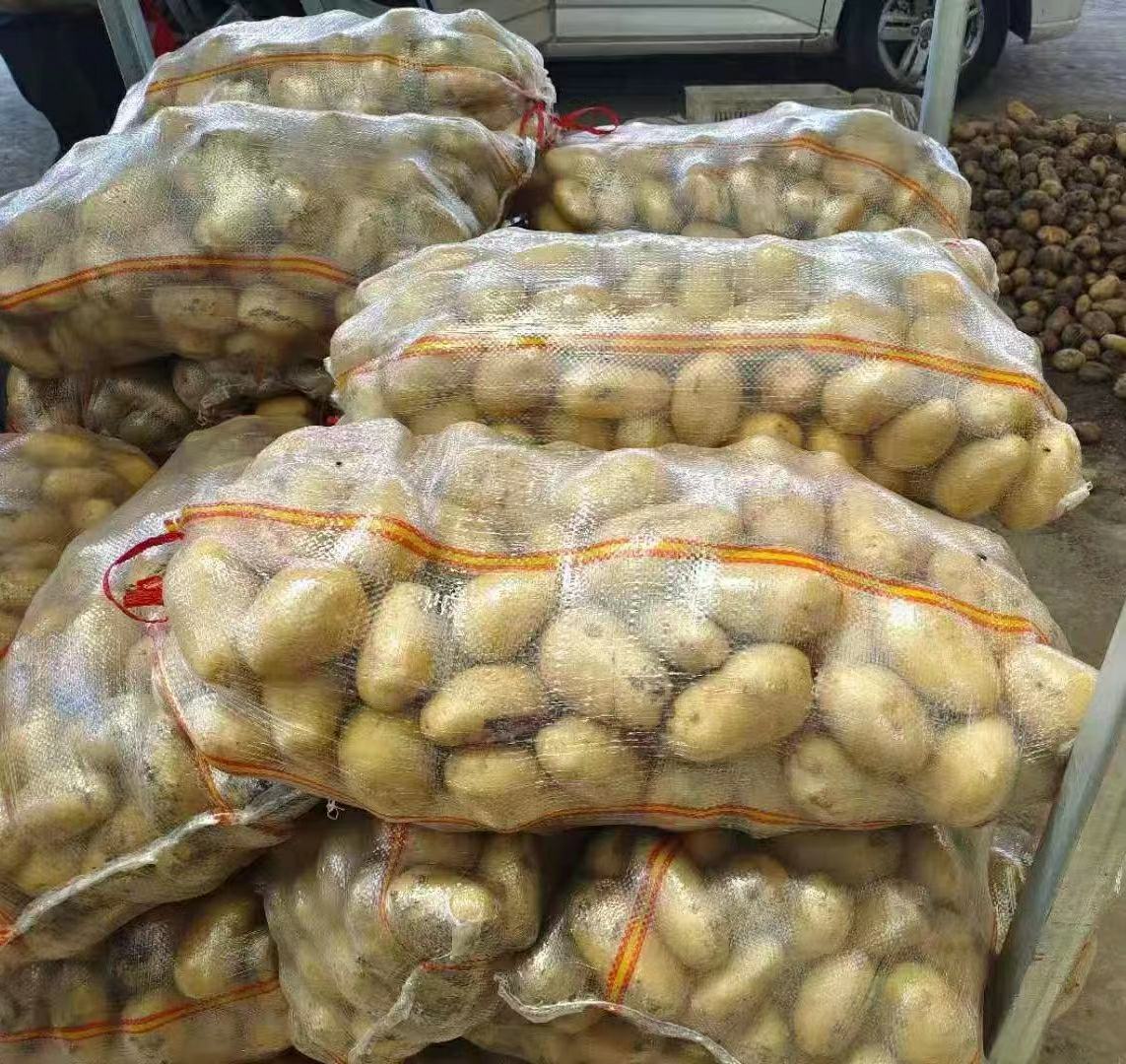 一张清晰的桌面展示图,摆放着多个编号标签的荷兰马铃薯品种样本,包括荷兰15、Desiree、Favorita、Fontane等,每个品种展示其完整块茎及切面,呈现不同皮色、肉色和形状特征,背景为白色布纹材质,光线柔和 荷兰马铃薯品种对比展示图