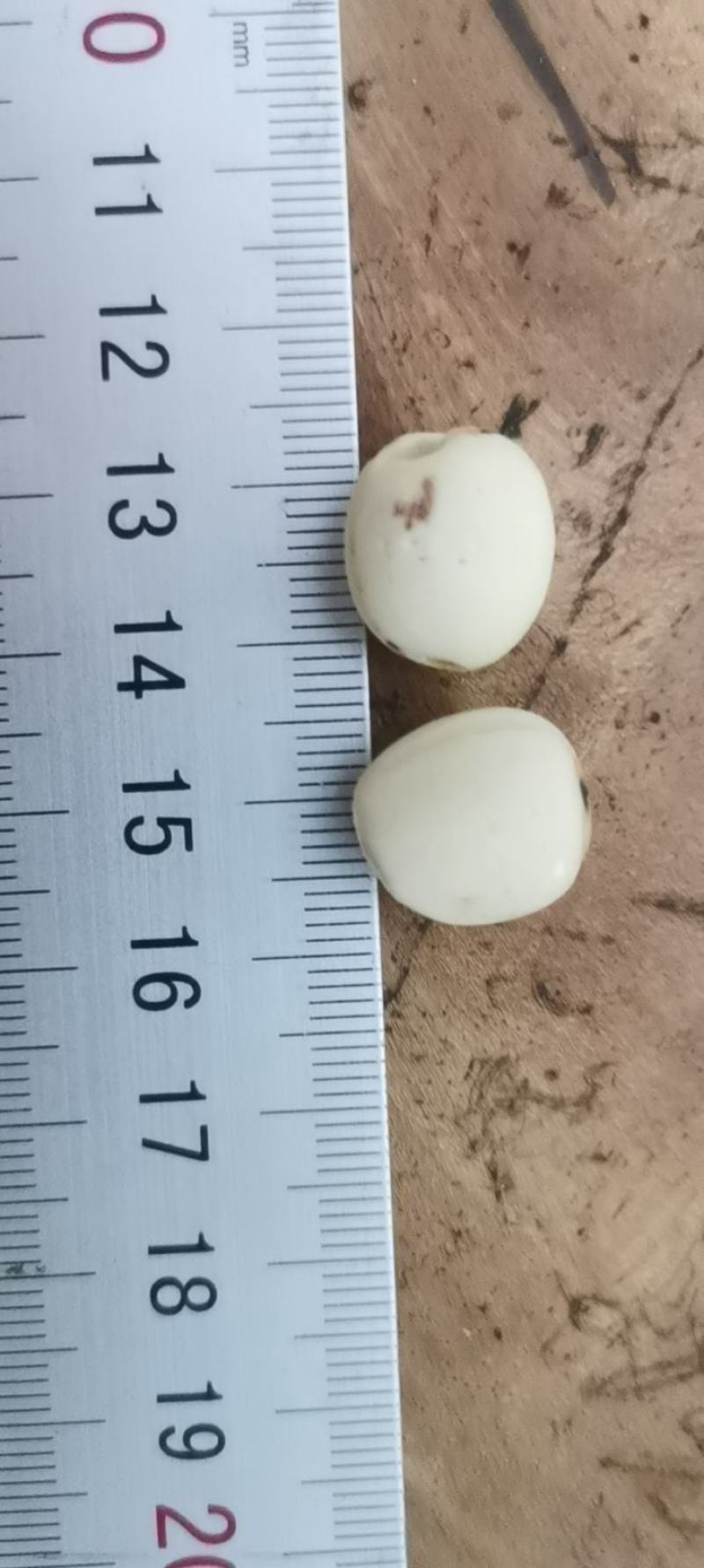【有芯白莲】莲子湖南产地直供自有工厂线上线下批发代发