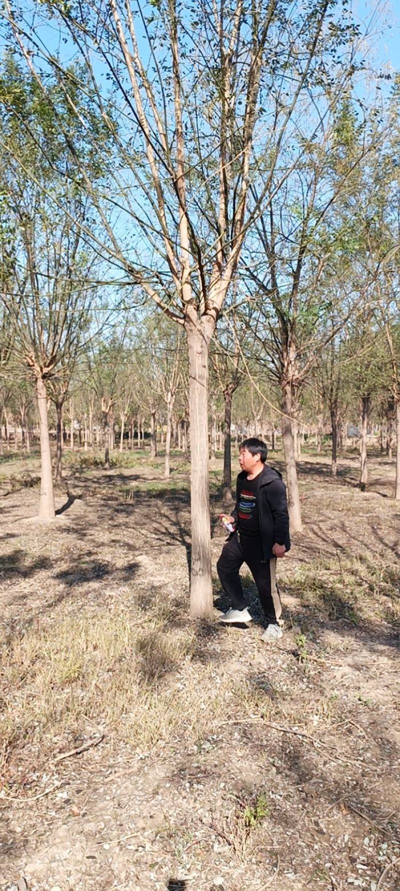 精品国槐，5-35公分苗圃定值苗量大优惠全国发货