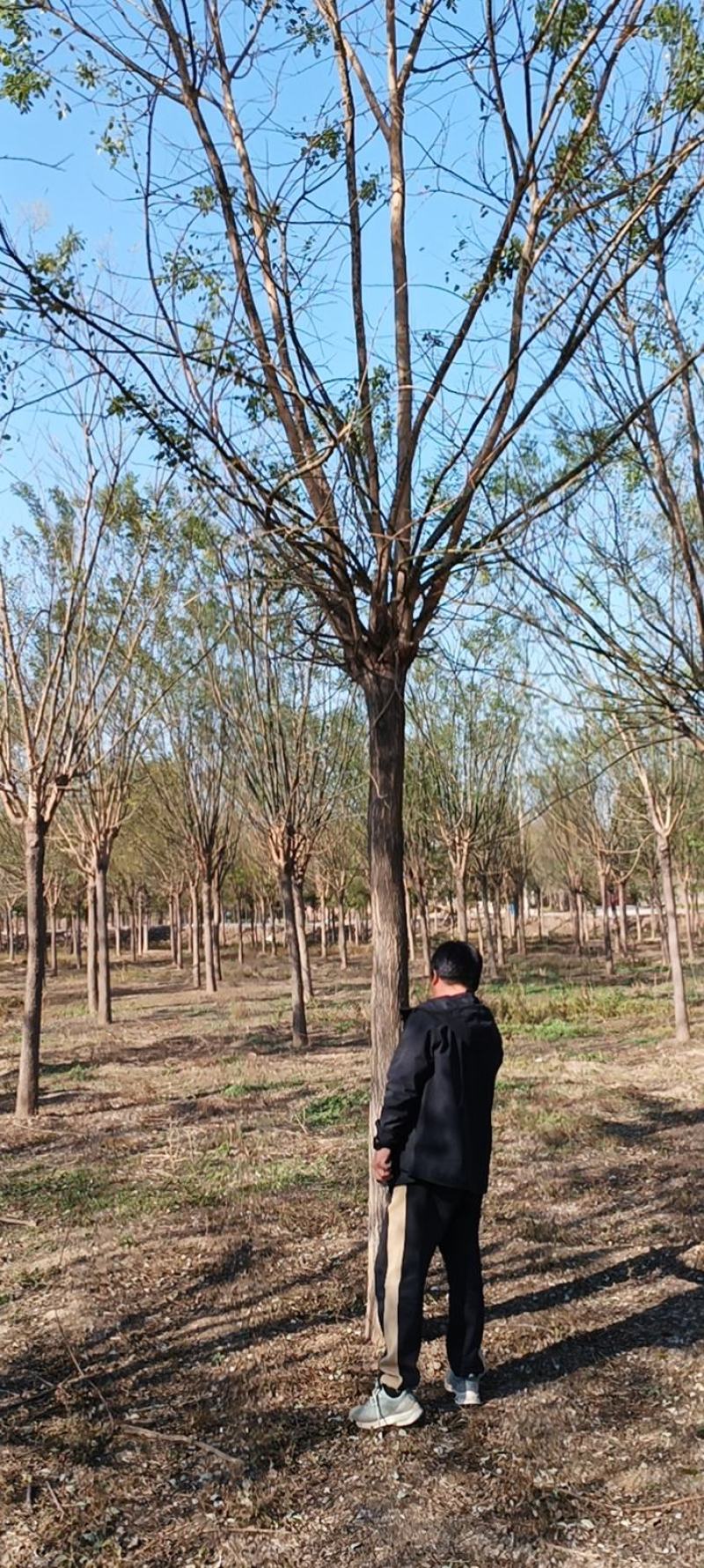 精品国槐，5-35公分苗圃定值苗量大优惠全国发货