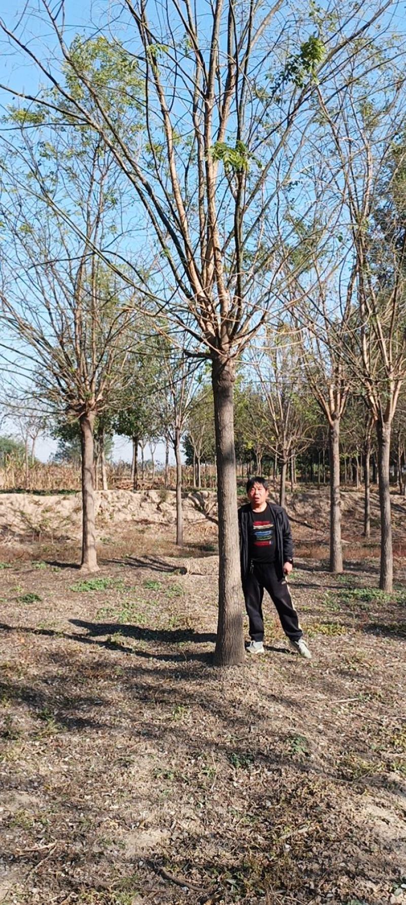 精品国槐，5-35公分苗圃定值苗量大优惠全国发货