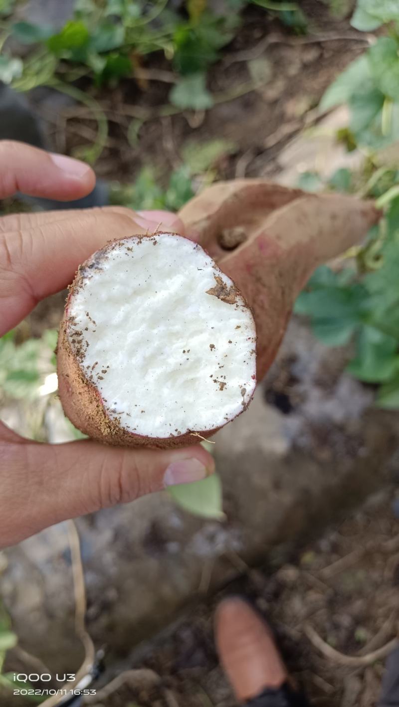 高原有机红薯大量上市中