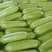 精品优质绿皮西葫芦，产地大量供应中，产地直发