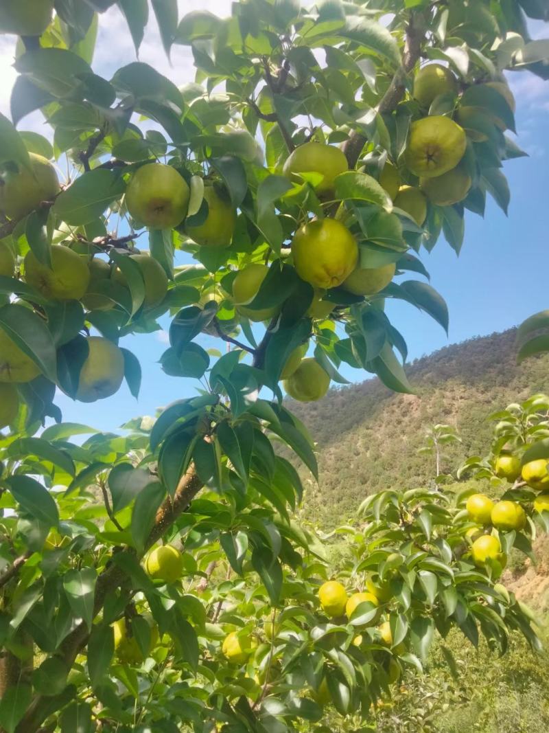 雲南省宾川县蜂糖梨生长在2300米海拔高山上