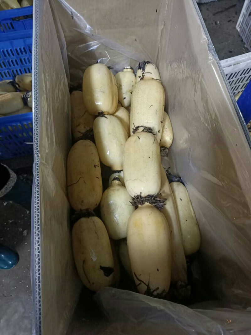 本基地大量供应优质莲藕