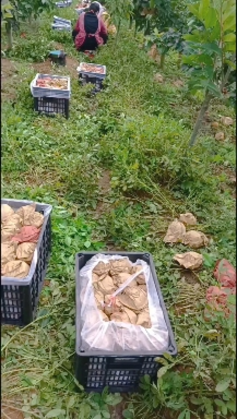 江苏省纸袋晚秋黄梨大量上市中招全国收购商