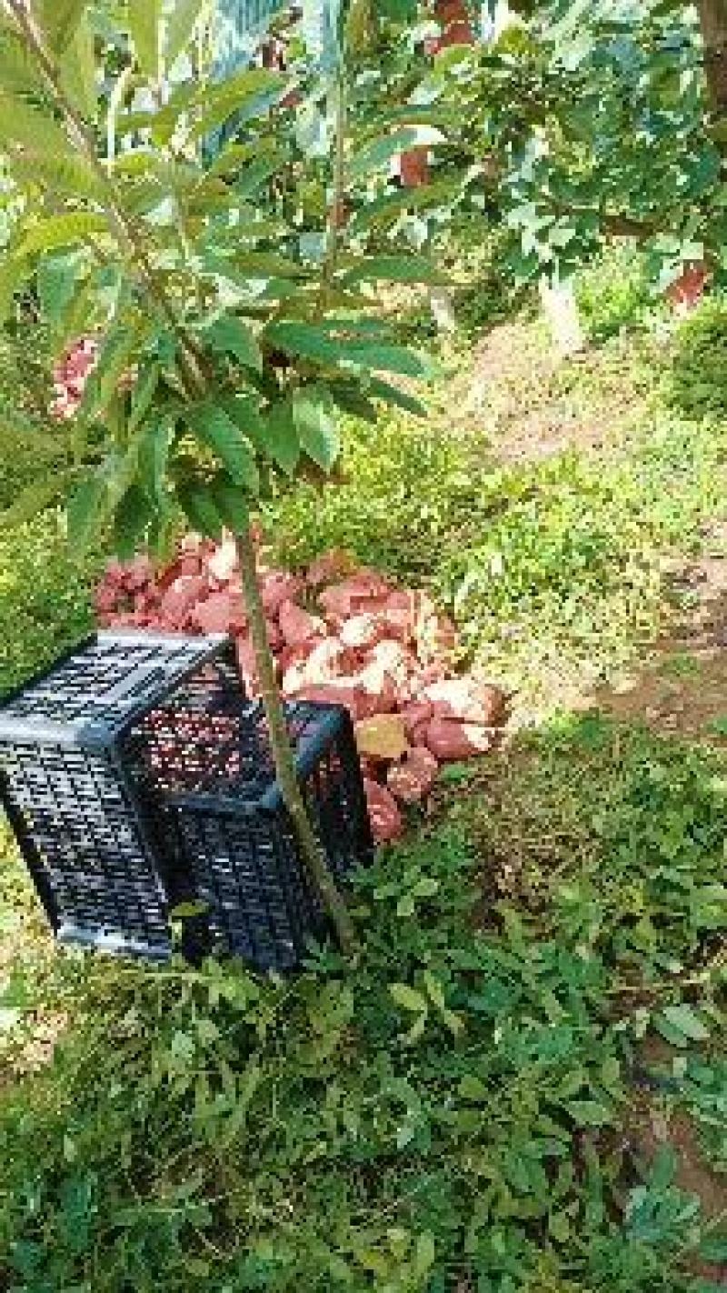 江苏省纸袋晚秋黄梨大量上市中招全国收购商