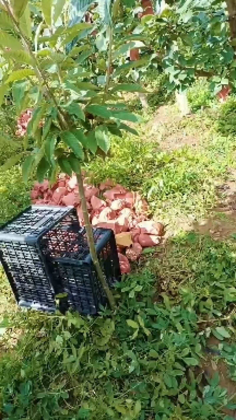 江苏省纸袋晚秋黄梨大量上市中招全国收购商