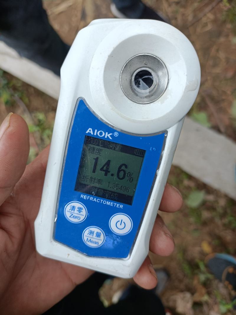 江苏省纸袋晚秋黄梨大量上市中招全国收购商