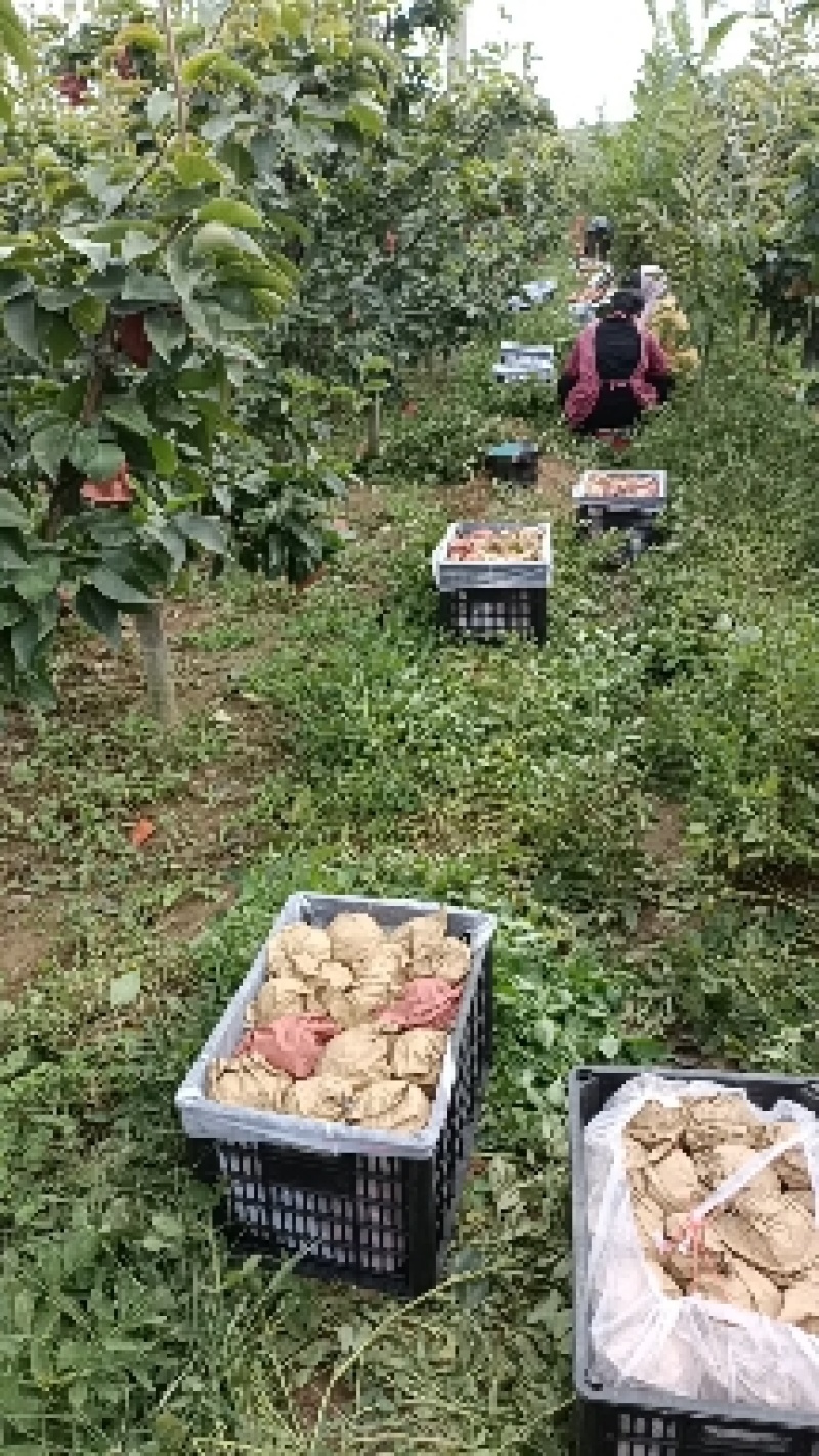 江苏省纸袋晚秋黄梨大量上市中招全国收购商