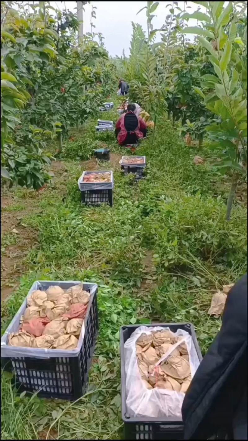 江苏省纸袋晚秋黄梨大量上市中招全国收购商