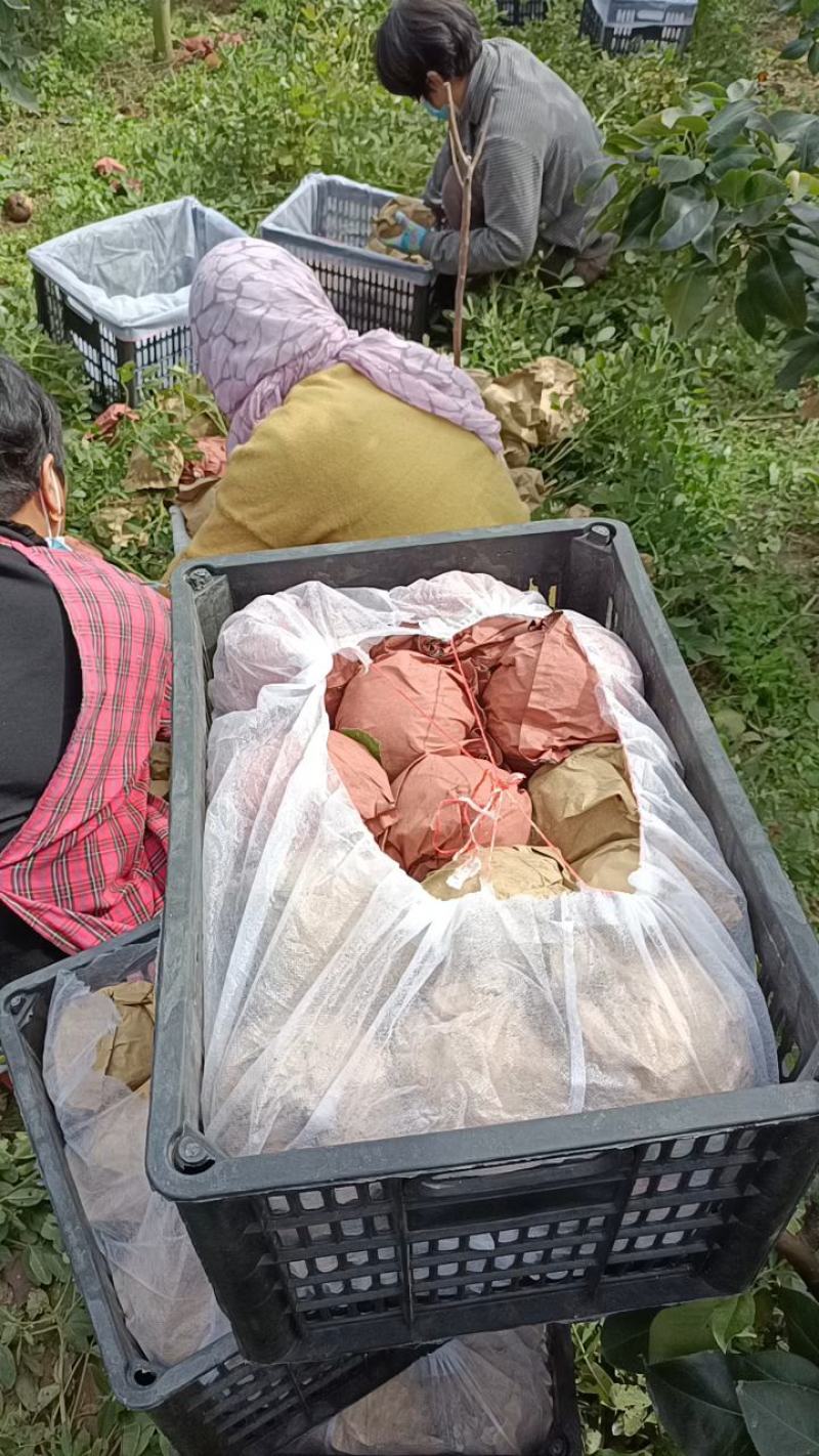 江苏省纸袋晚秋黄梨大量上市中招全国收购商