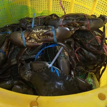 长期供应精品鲜活青蟹，羔蟹，肉蟹，慢爬活冻蟹一手货源批发