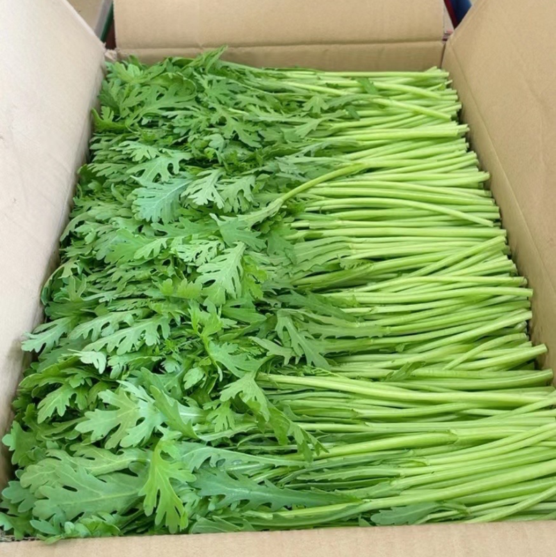 江苏精品茼蒿常年有货现采地头发货可以随时电话联系