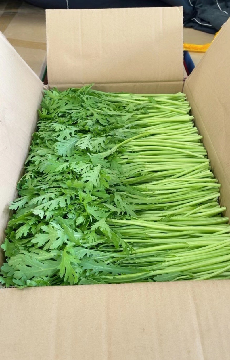 江苏精品茼蒿常年有货现采地头发货可以随时电话联系