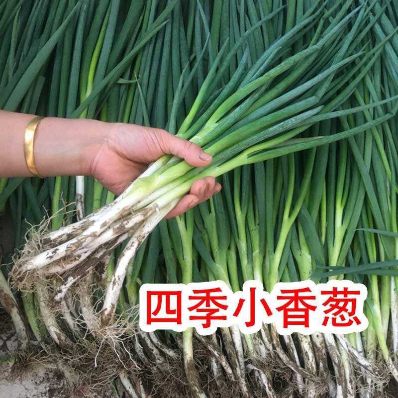 四季小香葱种子阳台室内盆栽易种植蔬菜种子小葱香葱种籽