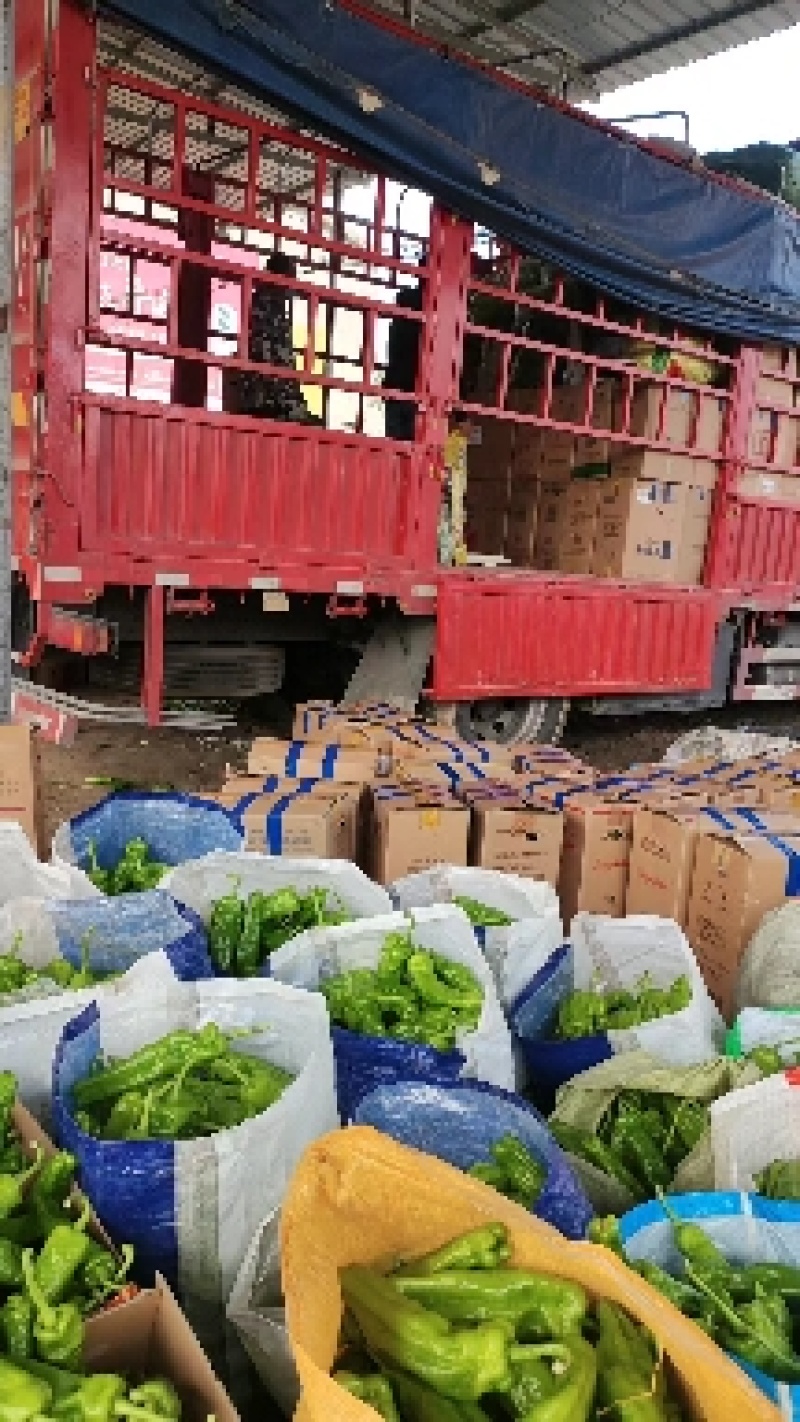 夏邑鲜辣椒301辣椒全国发货一手货源欢迎联系
