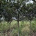 出售7-12公分枇杷树500棵
