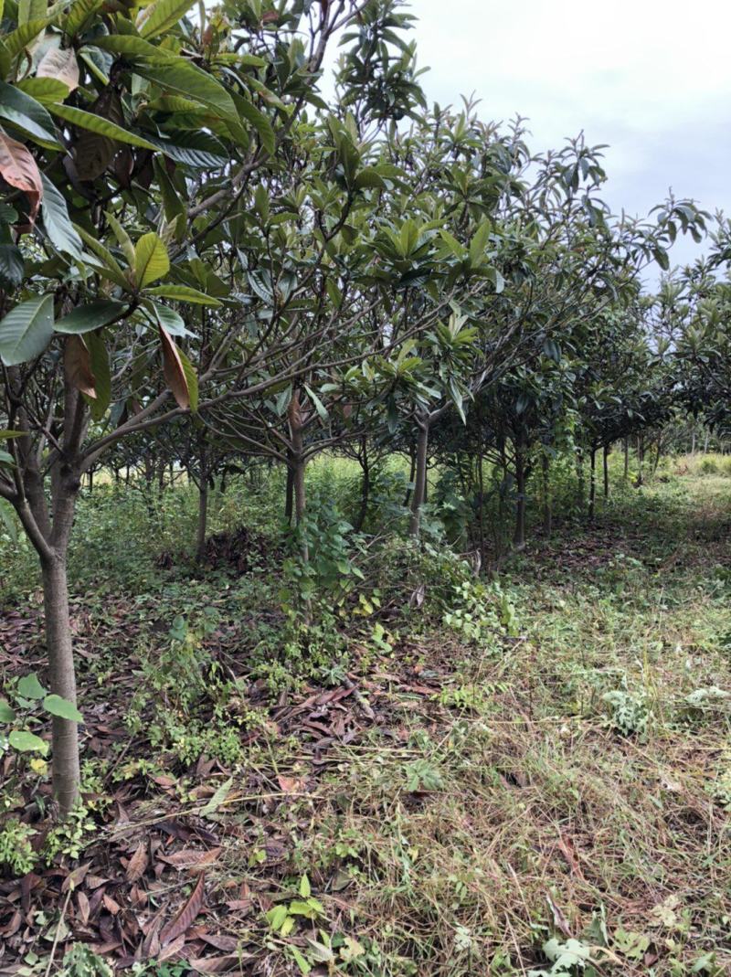 出售7-12公分枇杷树500棵