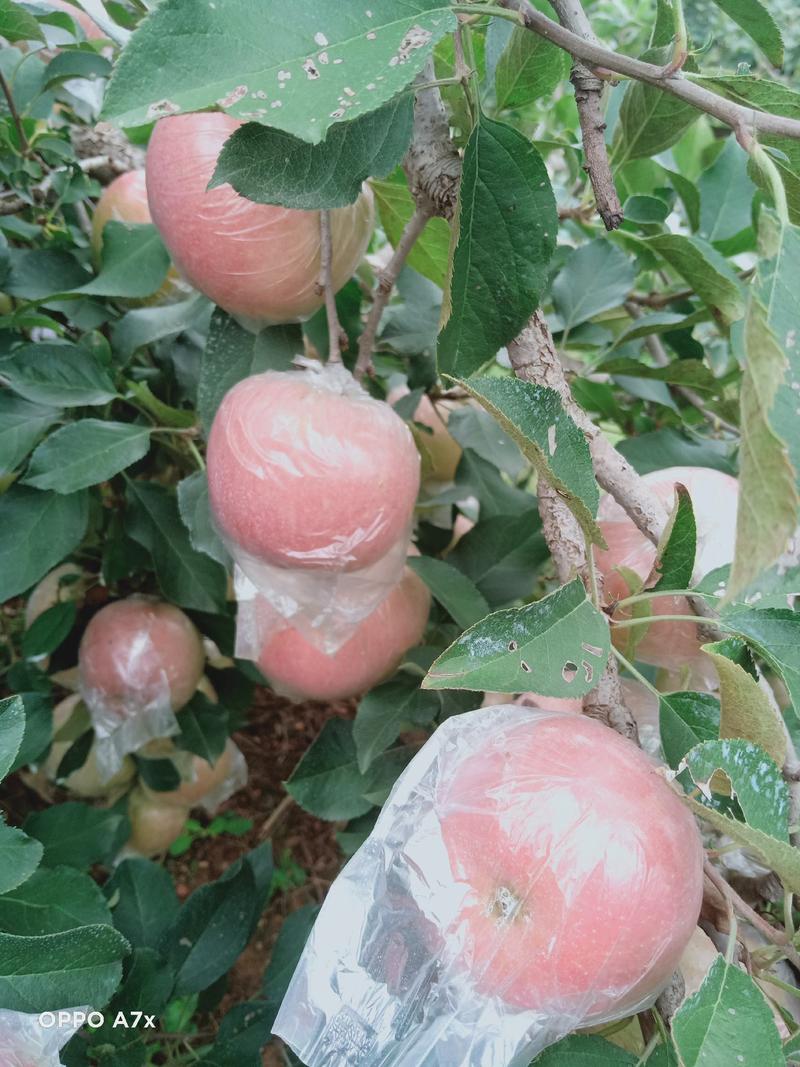 红富士苹果，万亩果园现货，质量保证，量大价优，欢迎采购