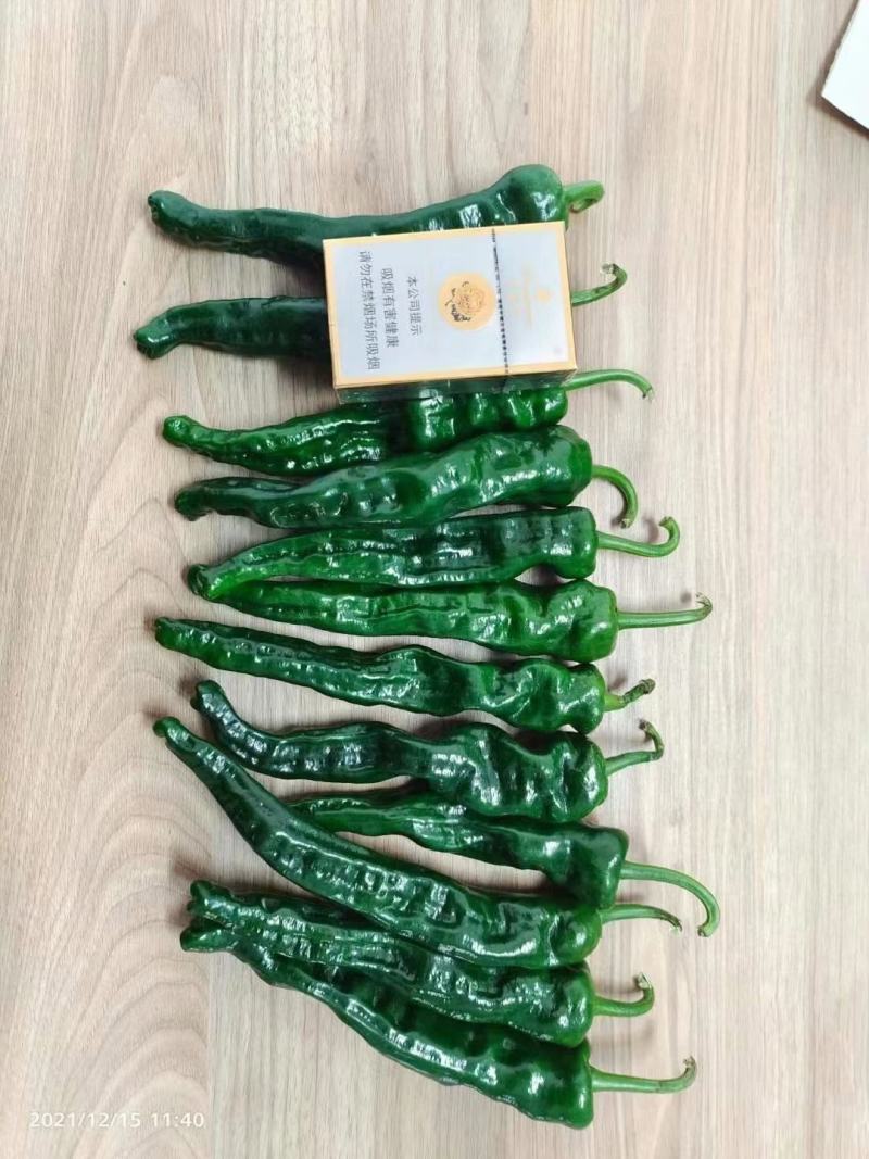 苏润黑绿色皱皮辣椒种子品种皱皮羊角形味香辣皮薄皱辣椒种