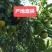 橘子桔子普早蜜橘国庆一号大别山区湖北黄冈