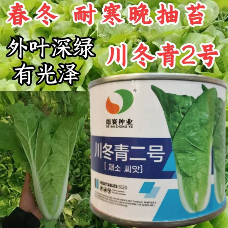 德赛川冬青二号耐寒快菜种子抗低温晚抽苔越冬小白菜种子春冬