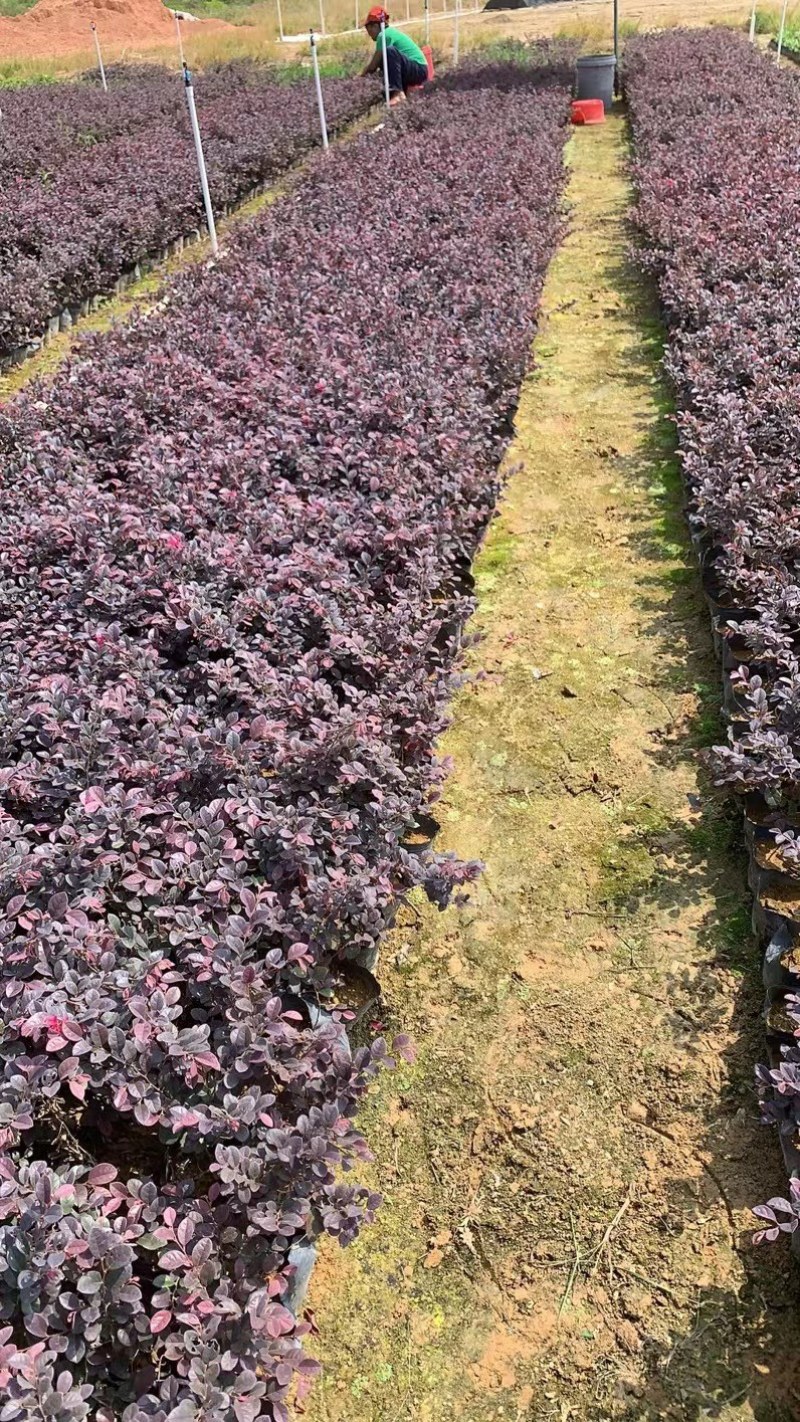 红继木5斤袋，7斤袋，苗木冠幅好，保证质量