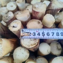 标准的手剥笋原材料