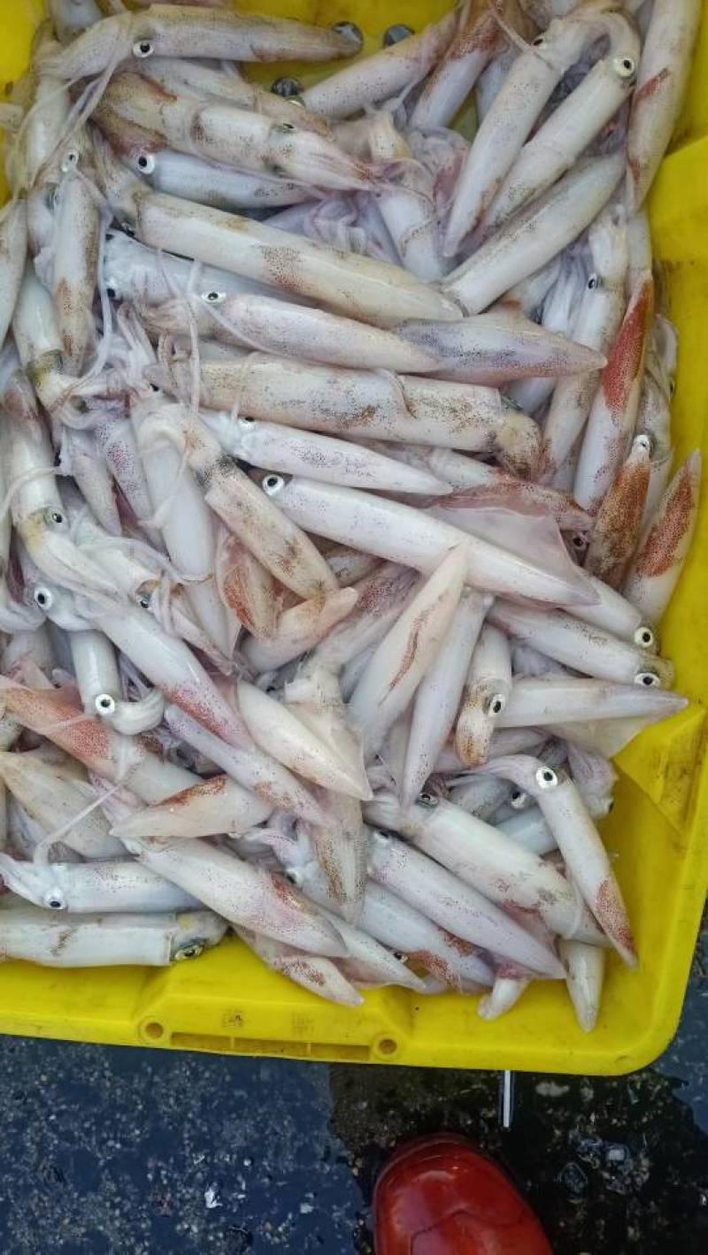 鱿鱼、北海鱿鱼、净重足一斤包装发货、灯照船捕长期有量直批