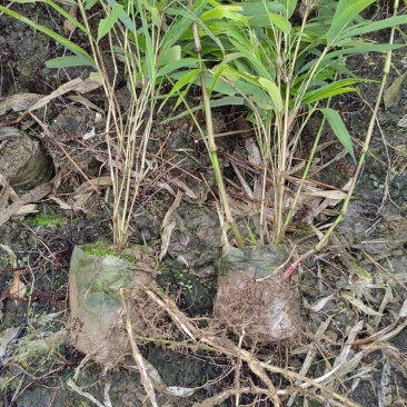 【产地直供】产笋子的竹苗，方竹，罗汉竹，八月竹，刺竹