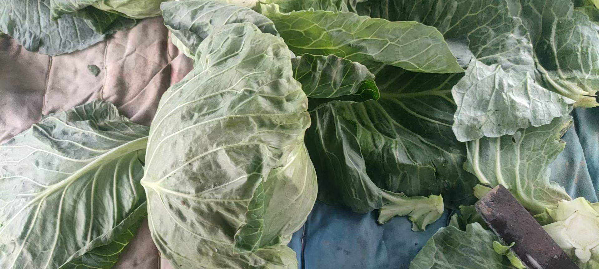 一个外形圆润、叶片翠绿、结球紧密的圆包菜,放置在木质厨房台面上,背景虚化,突出包菜的新鲜质感 外观紧实的圆包菜特写