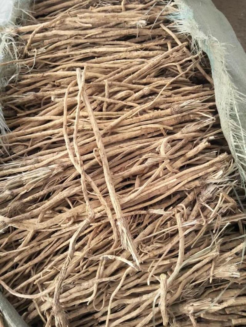 防风，家种水防风，当年籽播