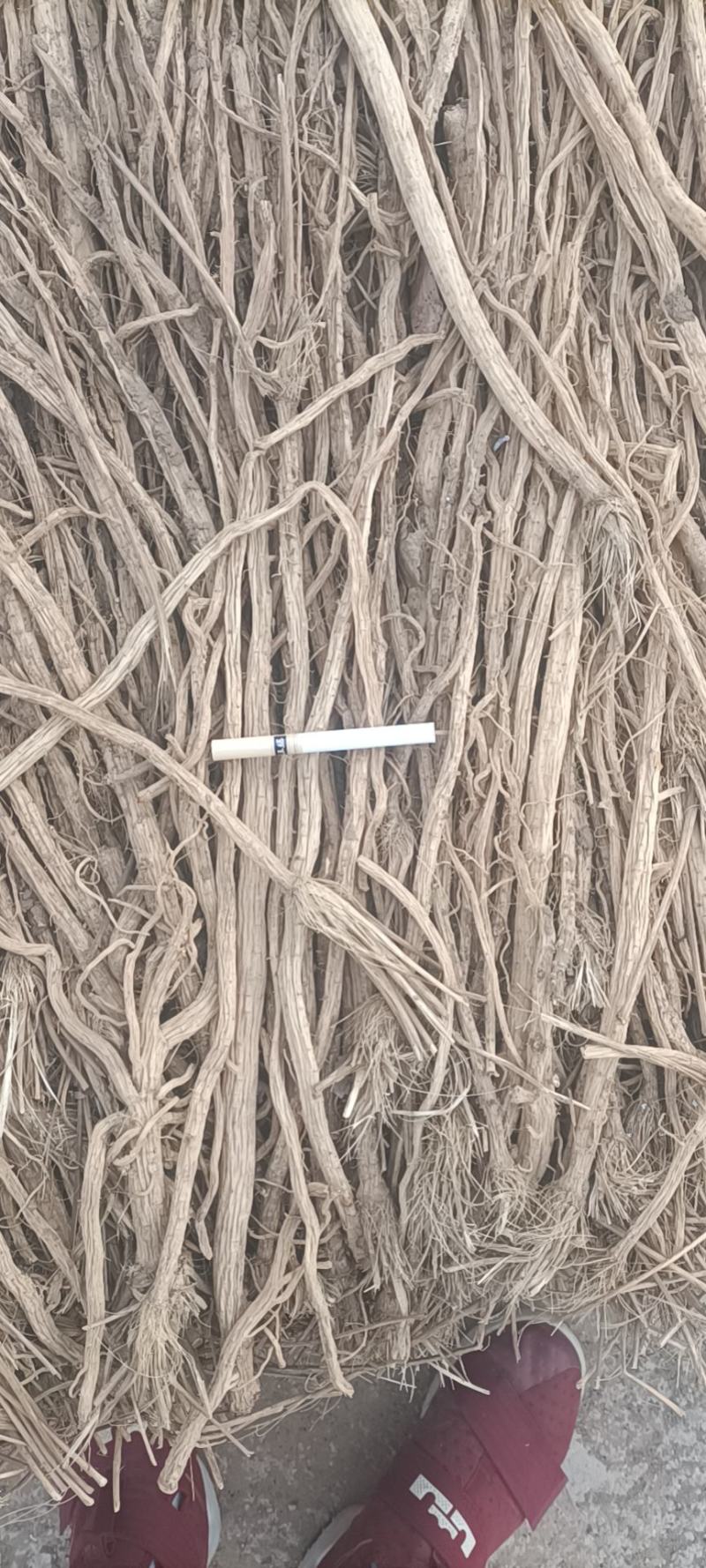 防风，家种水防风，当年籽播