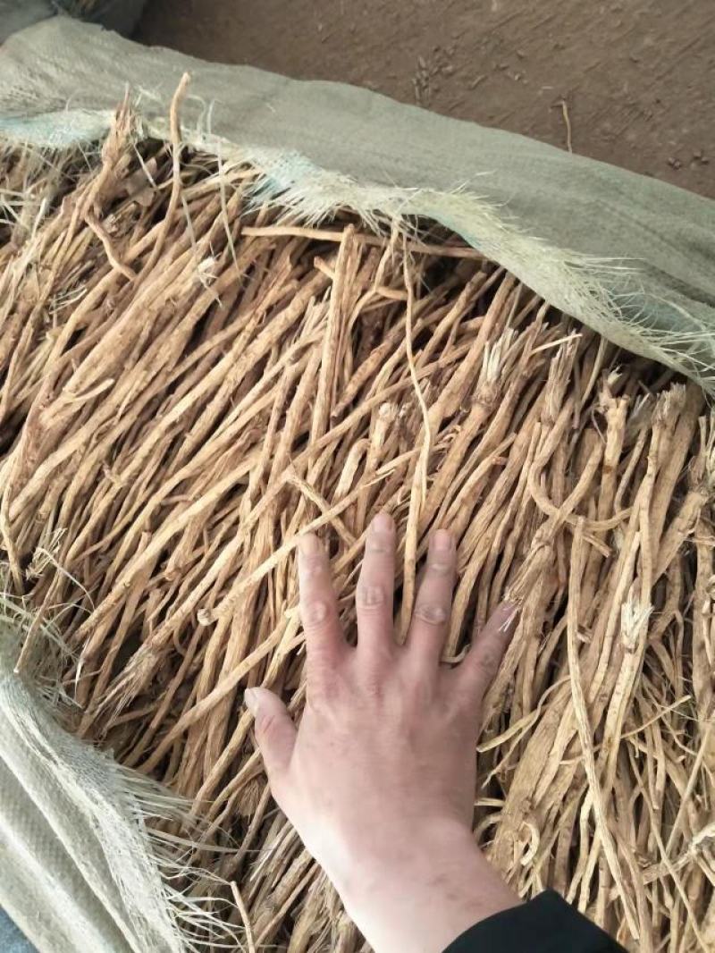 防风，家种水防风，当年籽播
