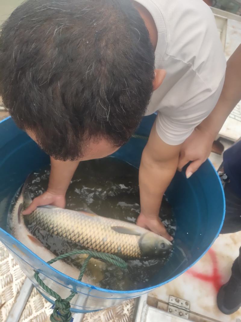 出售水库草鱼