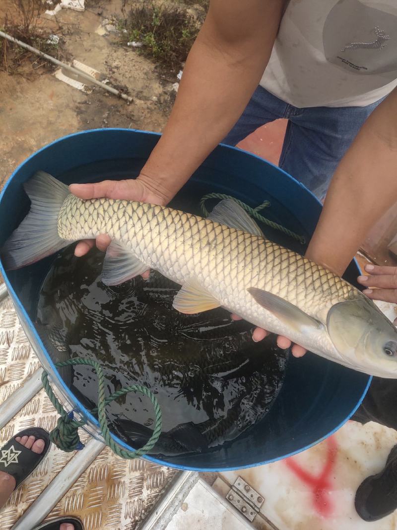出售水库草鱼