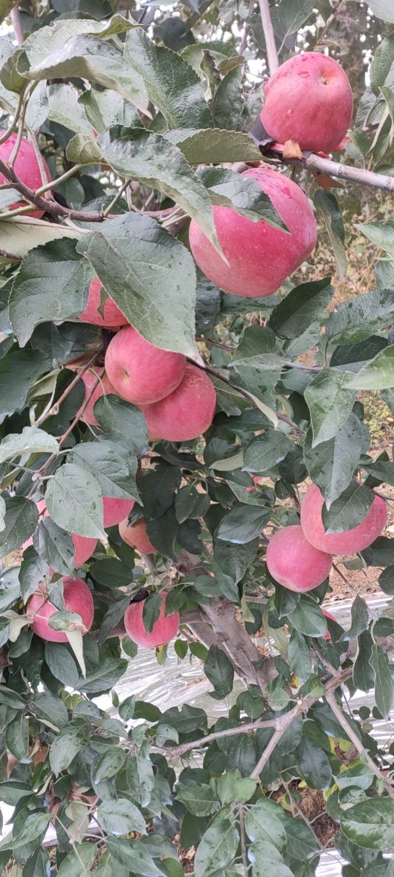 绥中苹果