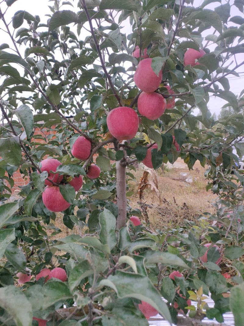 绥中苹果
