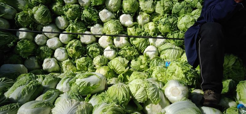 酒泉精品大白菜规格齐全大量上市全国发货
