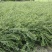 20美植袋迎春花