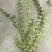 20美植袋迎春花