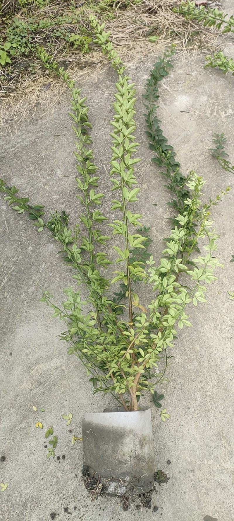 20美植袋迎春花