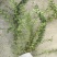 20美植袋迎春花