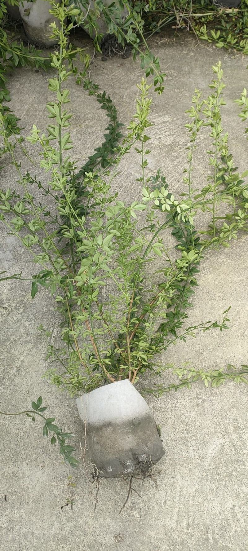 20美植袋迎春花