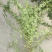 20美植袋迎春花
