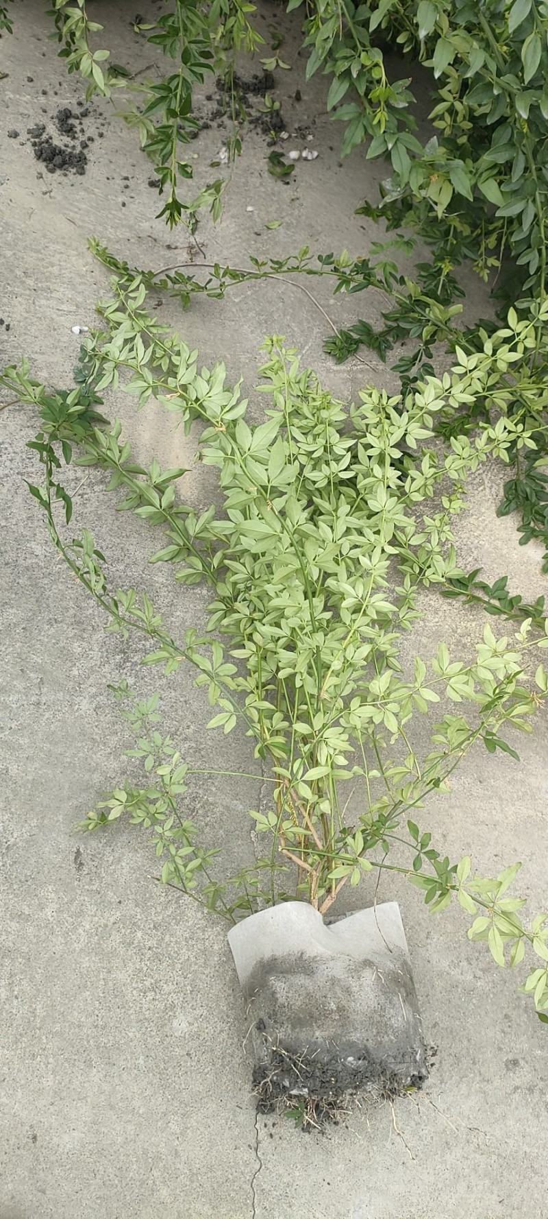 20美植袋迎春花