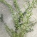 20美植袋迎春花