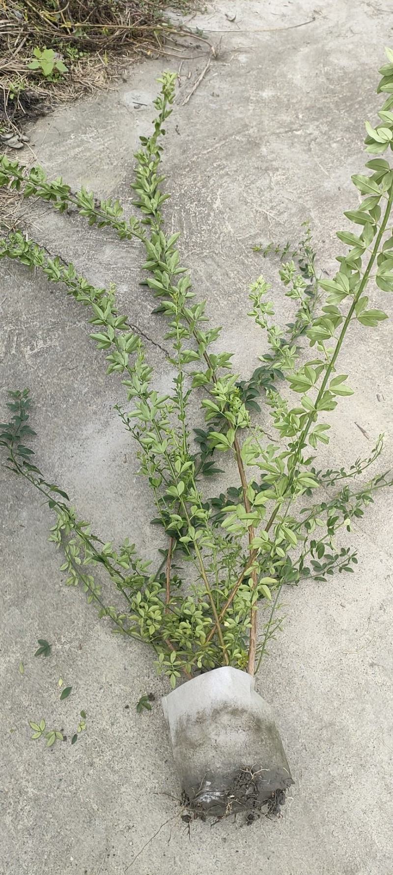 20美植袋迎春花